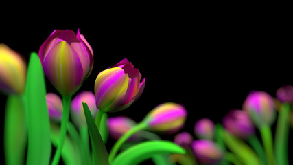 Tulpen, Hintergrund schwarz