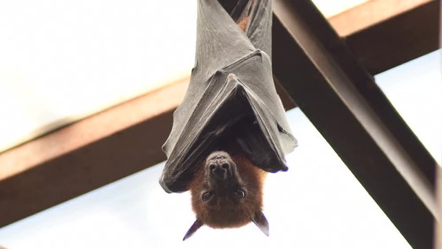 Indian flying fox bat hanging on the roof - Pteropus giganteus