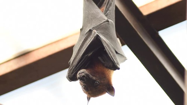 Bat indian flying fox hanging on the roof - Pteropus giganteus