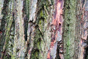 Fototapeta premium Close up of old tree bark
