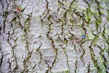 Close up of old tree bark