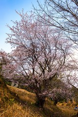 山桜