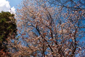 山桜