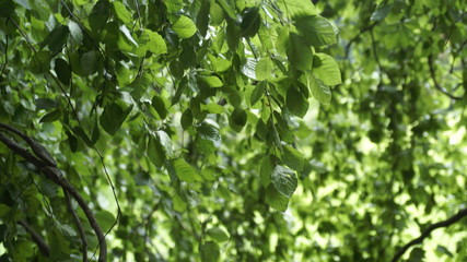 Fototapeta na wymiar willow tree leaves