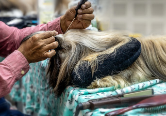 Dog haircut man master grooming dogs in a salon.