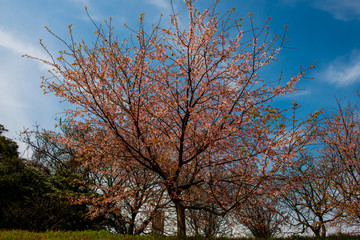 山桜