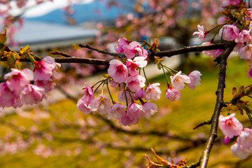 山桜