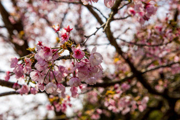 山桜
