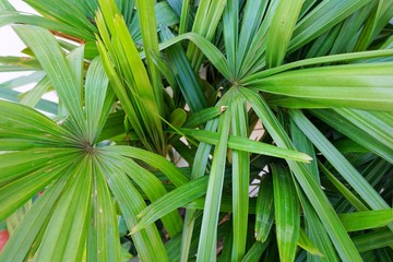 Top view of branch and leaves saw palmetto as a background, Abstract leaves texture, Ecological Concept (sabal palm, Serenoa repens)