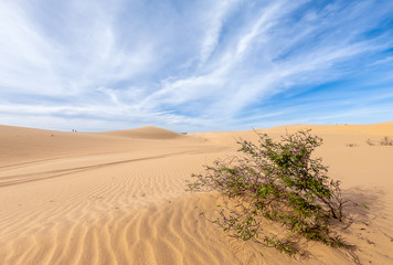 Desert sand dunes ripples in blue sky, White sand dunes in Mui Ne, Vietnam.