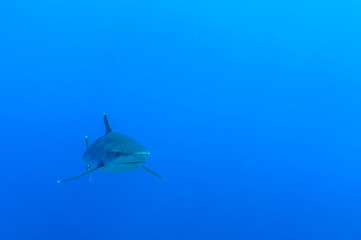 Shark in deep blue ocean in French Polynesia