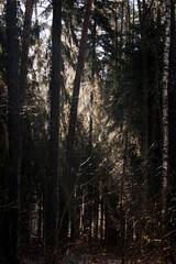 Obraz premium trees in the forest