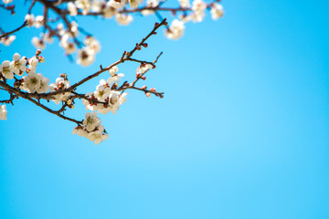 Spring Japanese apricot flower, white flowers