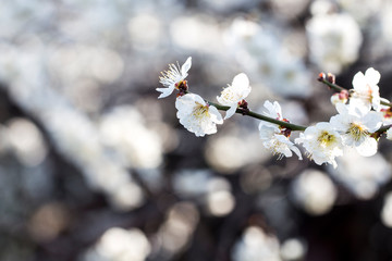 Spring Japanese apricot flower, white flowers