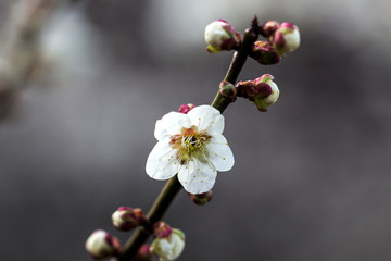 Fototapeta na wymiar Spring Japanese apricot flower, white flowers