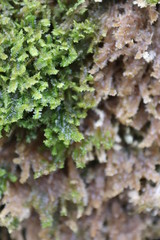 green moss on tree