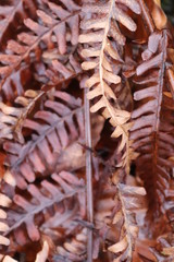 Fern