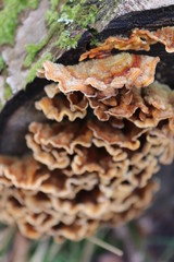 mushroom in the forest