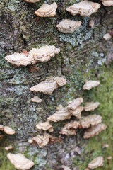 mushroom in forest