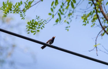 Violet cuckoo bird in Thailand ,  The males have glossy violet feathers on the head and upper parts of the body. The blackish tail has a white tip. .