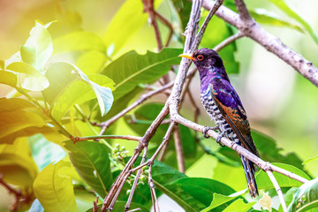 Violet cuckoo bird in Thailand ,  The males have glossy violet feathers on the head and upper parts of the body. The blackish tail has a white tip.