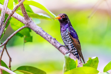 Violet cuckoo bird in Thailand ,  The males have glossy violet feathers on the head and upper parts...