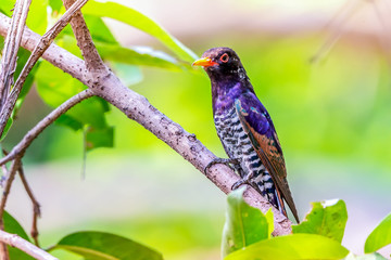 Violet cuckoo bird in Thailand ,  The males have glossy violet feathers on the head and upper parts of the body. The blackish tail has a white tip.