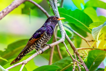 Violet cuckoo bird in Thailand ,  The males have glossy violet feathers on the head and upper parts of the body. The blackish tail has a white tip. .