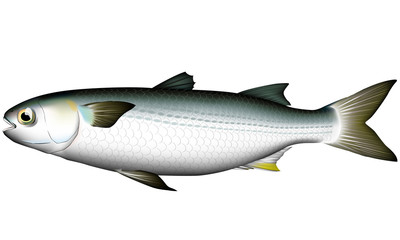 ボラ　(ベクターAI形式イラスト)