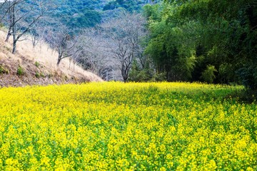 菜の花畑