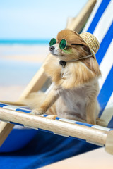 Chihuahua dog wearing hats and sunglasses lying in the beach chair. Summer Holidays concept.