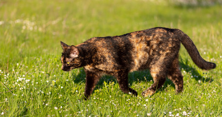 adult domestic cat hunting in grass and daisies
