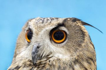Eurasian Eagle Owl Close Up.