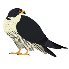 Birds collection Vector illustration of a peregrine falcon Isolated object