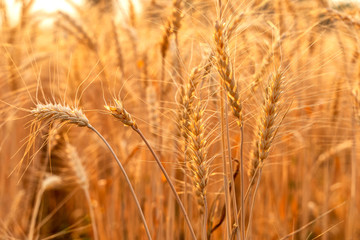 Golden wheat field on the background of summer sun .Ears of golden wheat close up. .