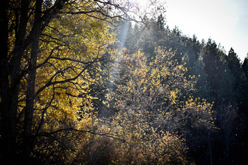Naklejka na ściany i meble trees in autumn