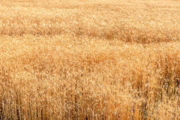 Golden wheat field on the background of summer sun .Ears of golden wheat close up. .