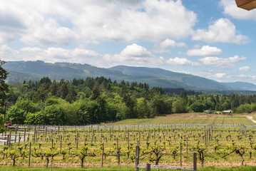 Fototapeta na wymiar Vineyards in British Columbia
