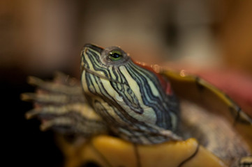closeup of turtle