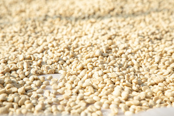 raw coffee beans