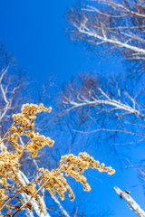 Against the backdrop of a beautiful blue spring sky leaves, branches and trees after a cold winter.