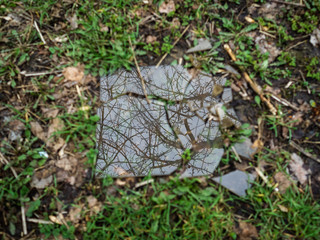 Splinters of the broken glass lie on a green grass. In the broken glass the tree is reflected