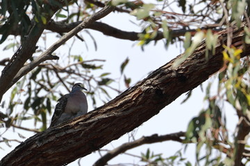 common bronzewing