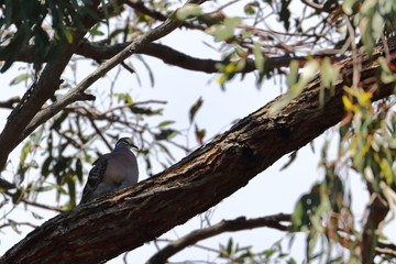 common bronzewing