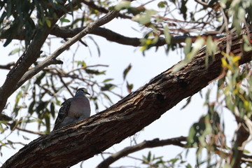 common bronzewing