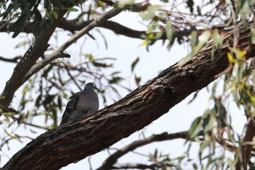 common bronzewing