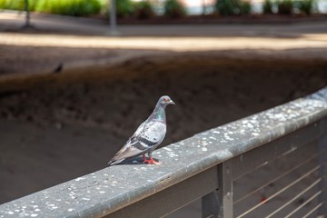 pigeon on the bridge