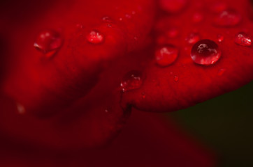 drops on red petals