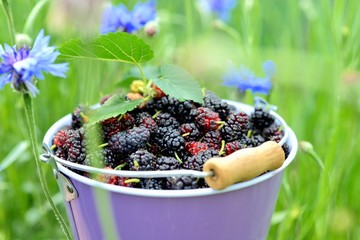 Close-up of fresh mulberry in bucket