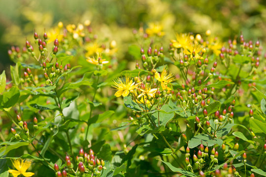 Yellow flowers of Tutsan, also called Shrubby St. John’s Wort, Sweet amber